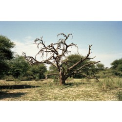Sergio De Arrola - Dry (Botswana), 2016